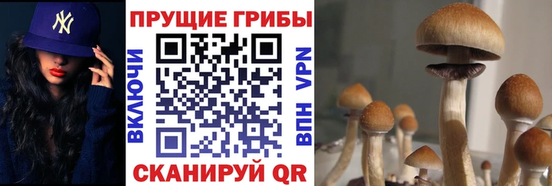 Псилоцибиновые грибы мицелий  купить  сайты  Вышний Волочёк 